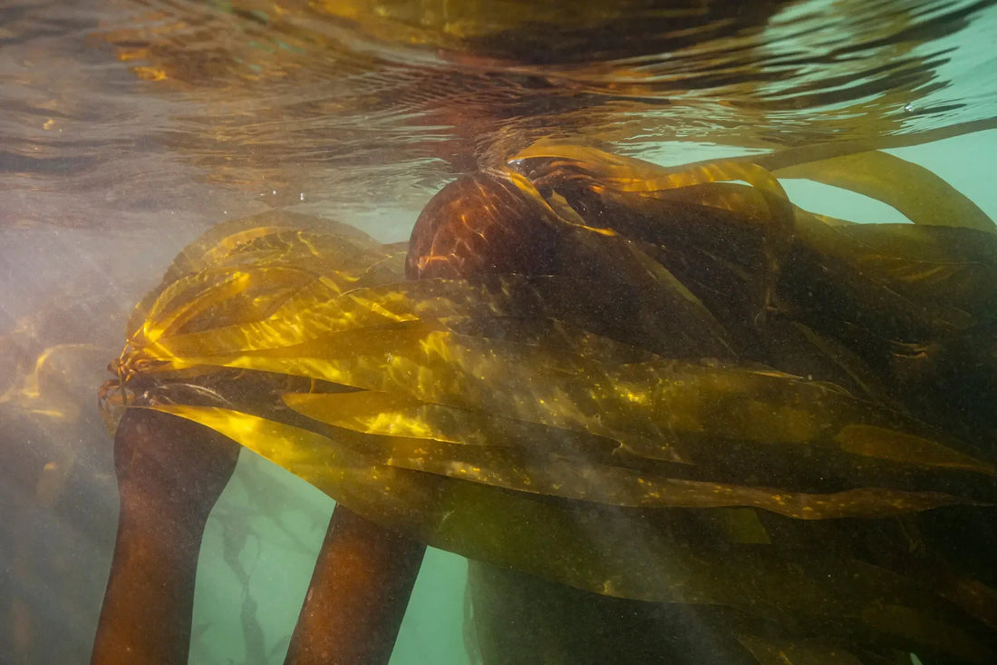 How To Revive California’s Underwater Forests? Smash A Spiky, Hungry Foe.