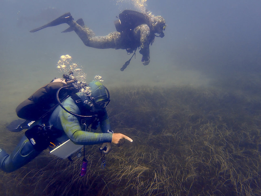 Mark Schrope: Urchins, robots, and a race to save kelp forests