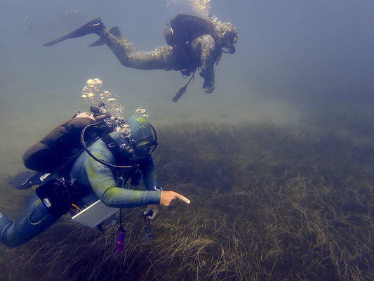 Mark Schrope: Urchins, robots, and a race to save kelp forests