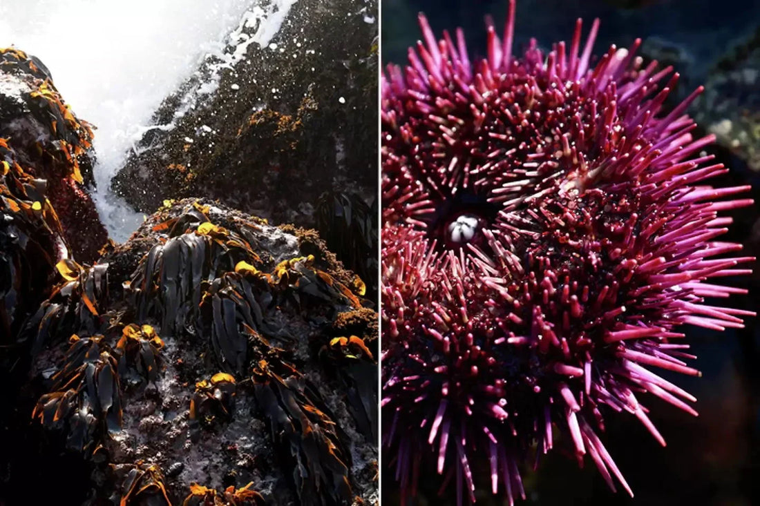 Can Turning Purple Urchins Into Kitchen Countertop Save California’s Seafloor?