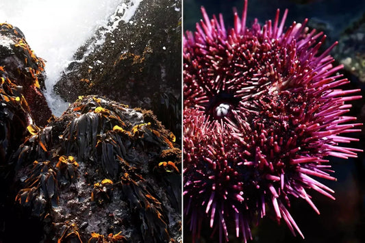 Can Turning Purple Urchins Into Kitchen Countertop Save California’s Seafloor?