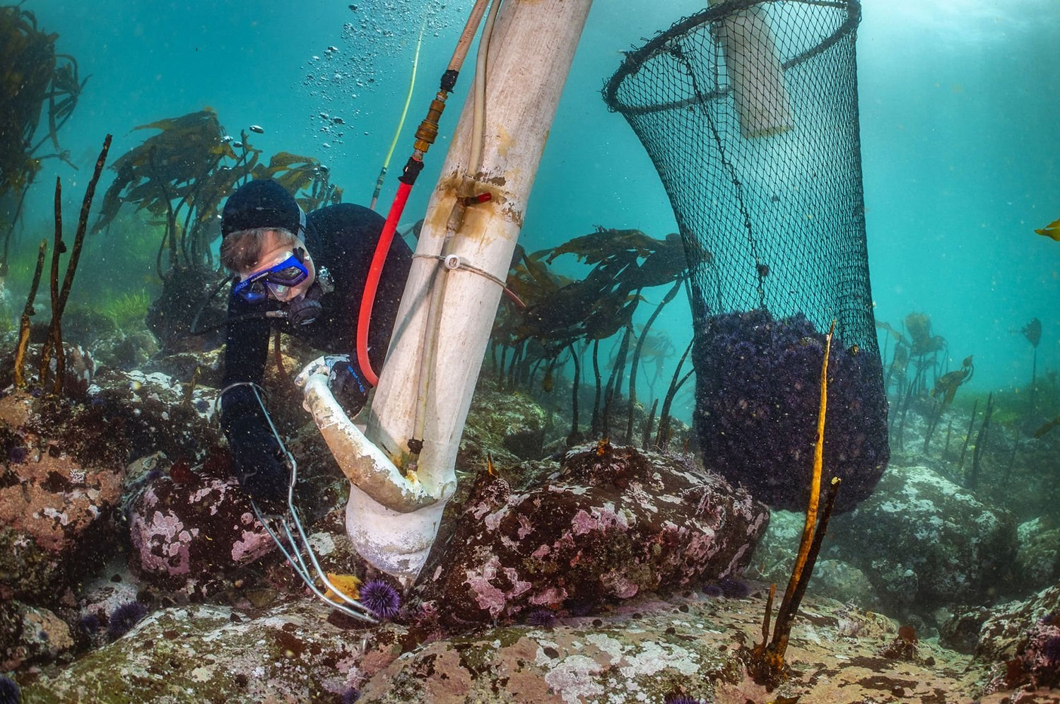 Sea urchin fisherman harvesting urchins from the sea floor. Courtesy of The Nature Conservancy © Ralph Pace